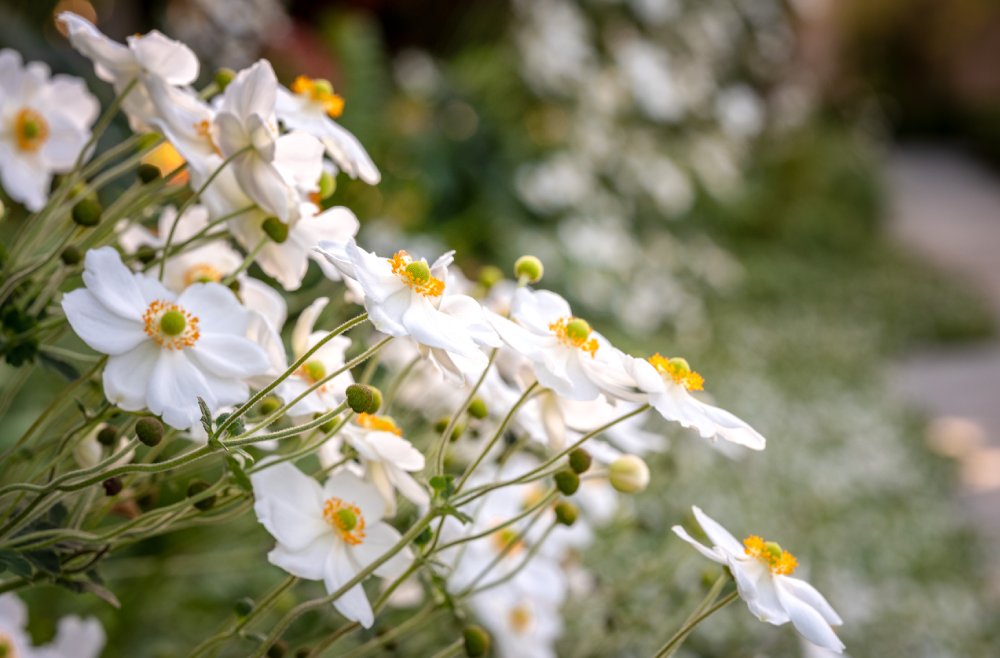 Emerald Hills Estate White Flower